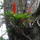 Tillandsia multicaulis Steud. resmi