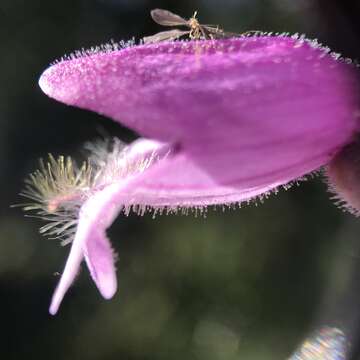 Image of Santa Cruz Mountains beardtongue