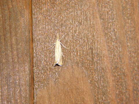 صورة Agriphila straminella