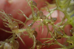 Image of Utricularia raynalii P. Taylor