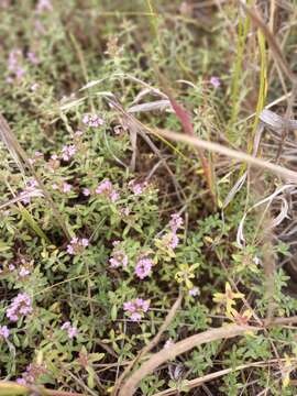 Image of Thymus baicalensis Serg.