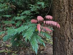 Image of Rourea microphylla (Hook. & Arn.) Planch.