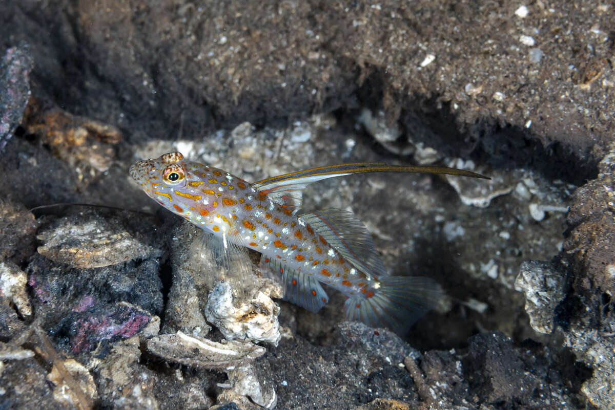 Image of Tangaroan shrimp-goby