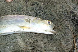 Image of Australian giant herring