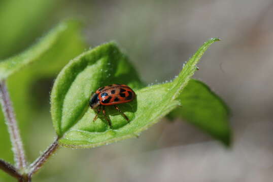 Image of Chrysomela (Macrolina) mainensis J. Bechyné 1954