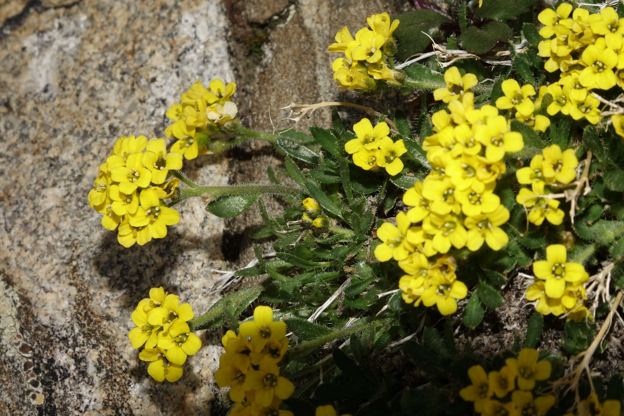 Imagem de Draba grayana (Rydb.) C. L. Hitchc.