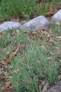 Image of curly-mesquite