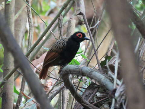 Image of Black-spotted Bare-eye