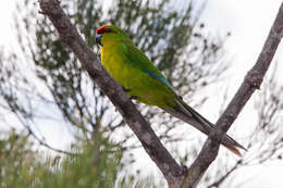 Image of New Caledonian Parakeet