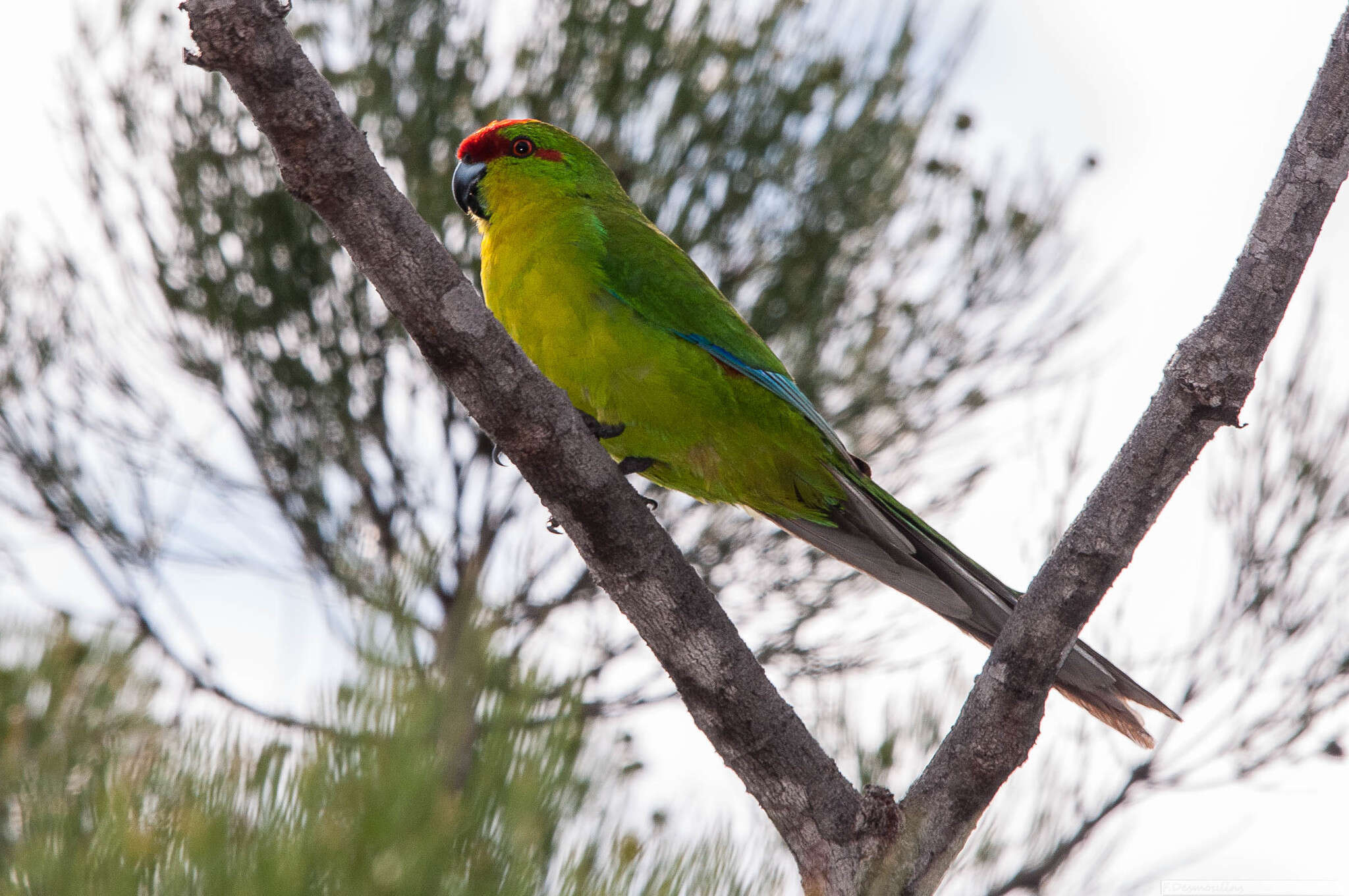 Image of New Caledonian Parakeet