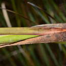 Chorizandra australis K. L. Wilson resmi