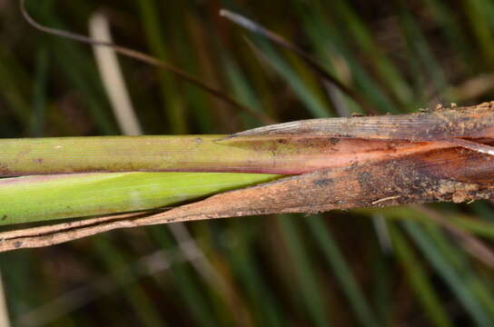 Image of Chorizandra australis K. L. Wilson