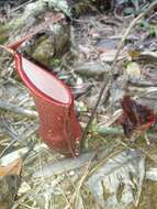 Image of Nepenthes vieillardii Hook. fil.