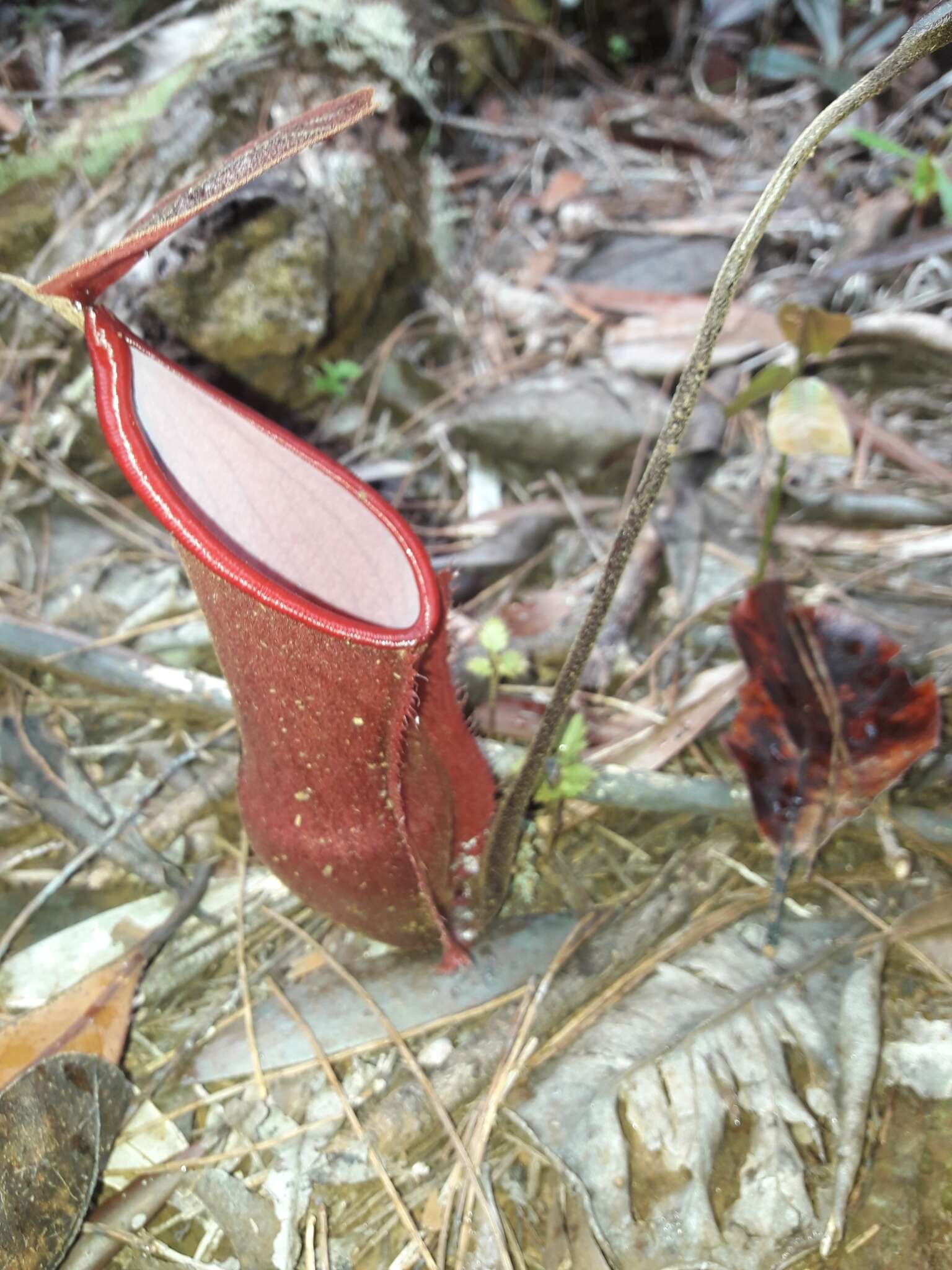 Image of Nepenthes vieillardii Hook. fil.