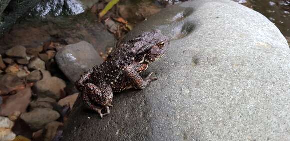 Image of Japanese Common Toad