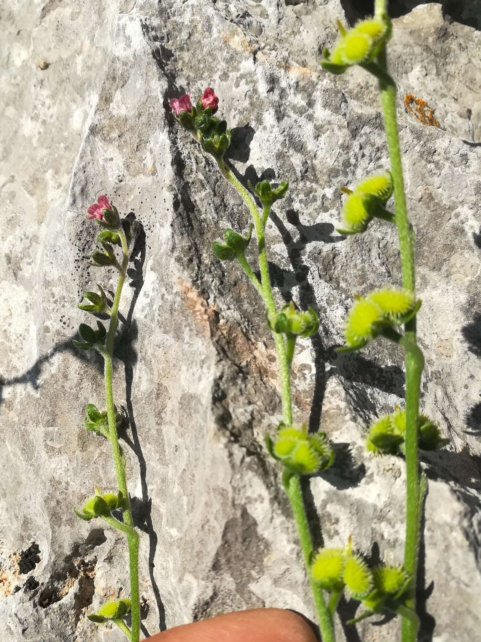 Cynoglossum pustulatum Boiss.的圖片