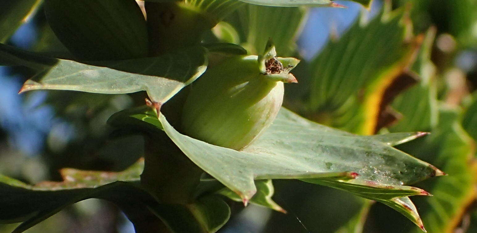 Imagem de Cliffortia reniformis (Weim.) C. Whitehouse