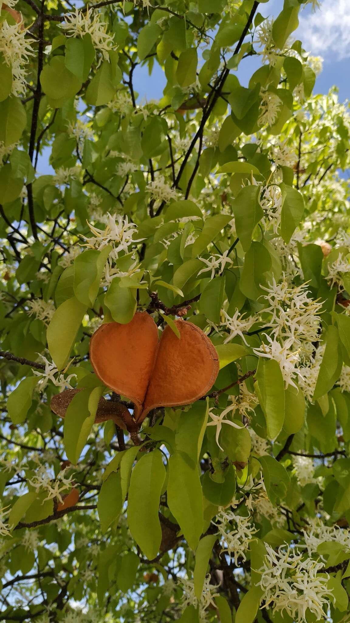 Imagem de Aspidosperma pyrifolium Mart.