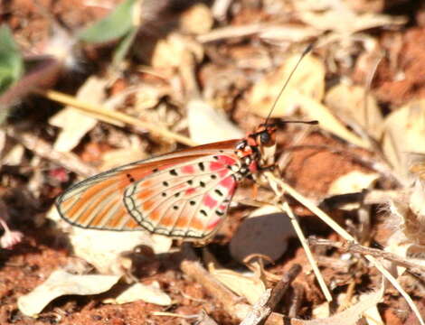 Image of <i>Acraea <i>caldarena</i></i> caldarena