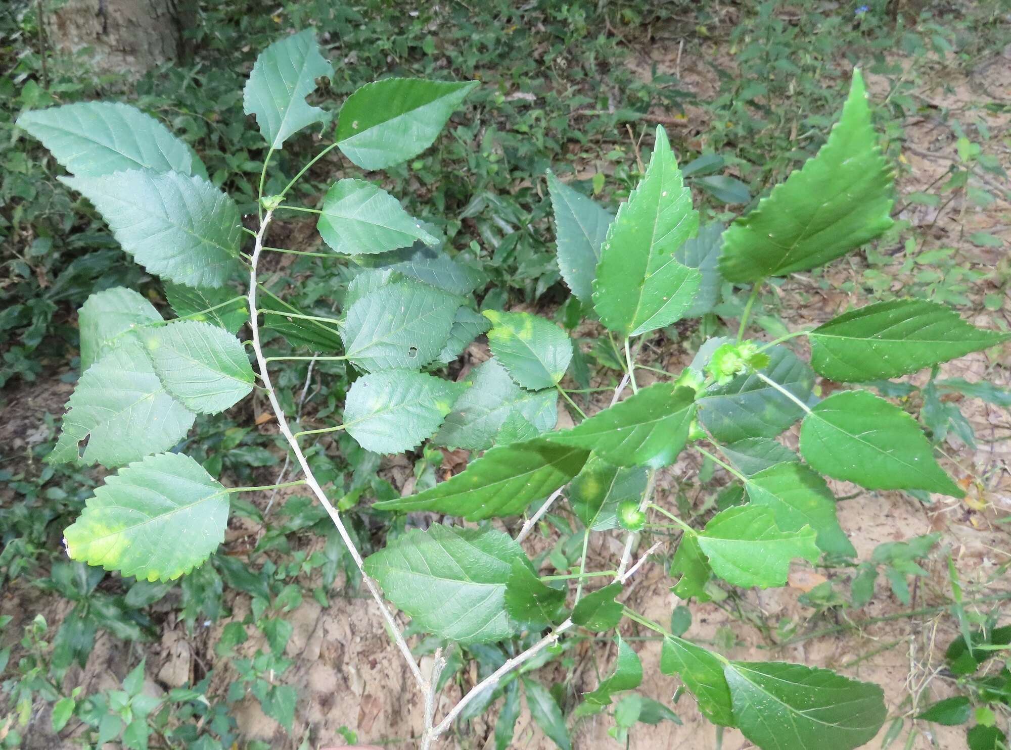 Image of Acalypha glabrata f. glabrata