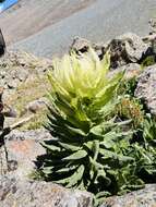 Image of Saussurea orgaadayi V. M. Khanminchun & I. M. Krasnoborov