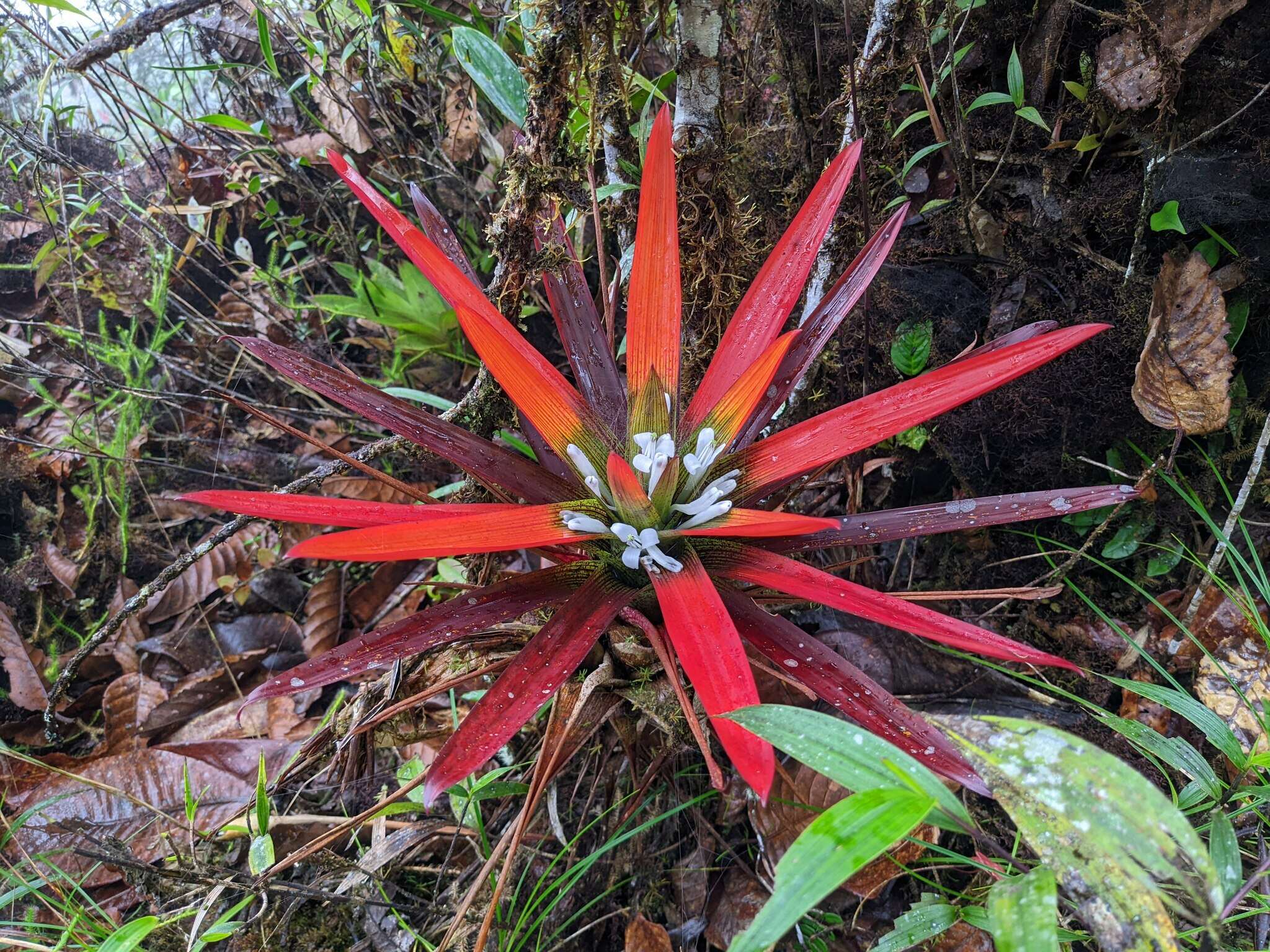 Image of Guzmania nidularioides L. B. Sm. & Read