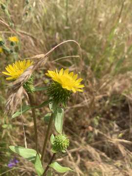 Image of Entire-leaved Gumweed