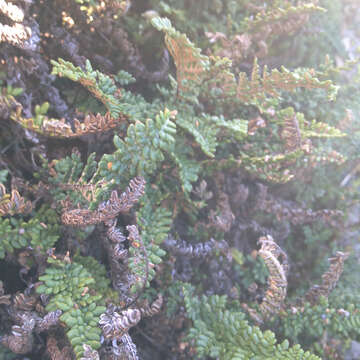 Image of lace lipfern