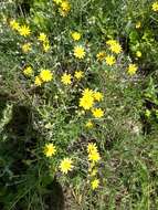 Image of common woolly sunflower