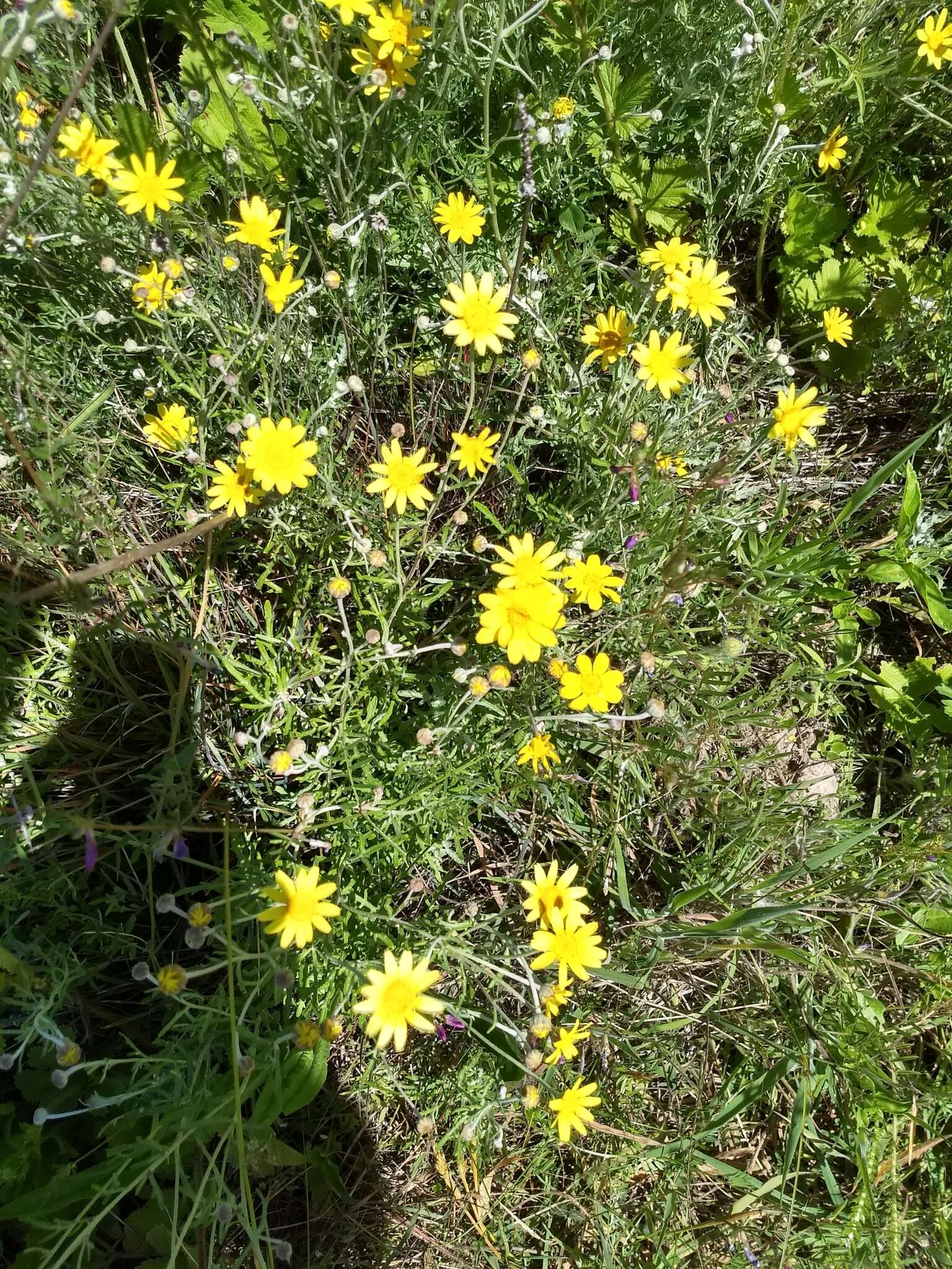 Image of common woolly sunflower