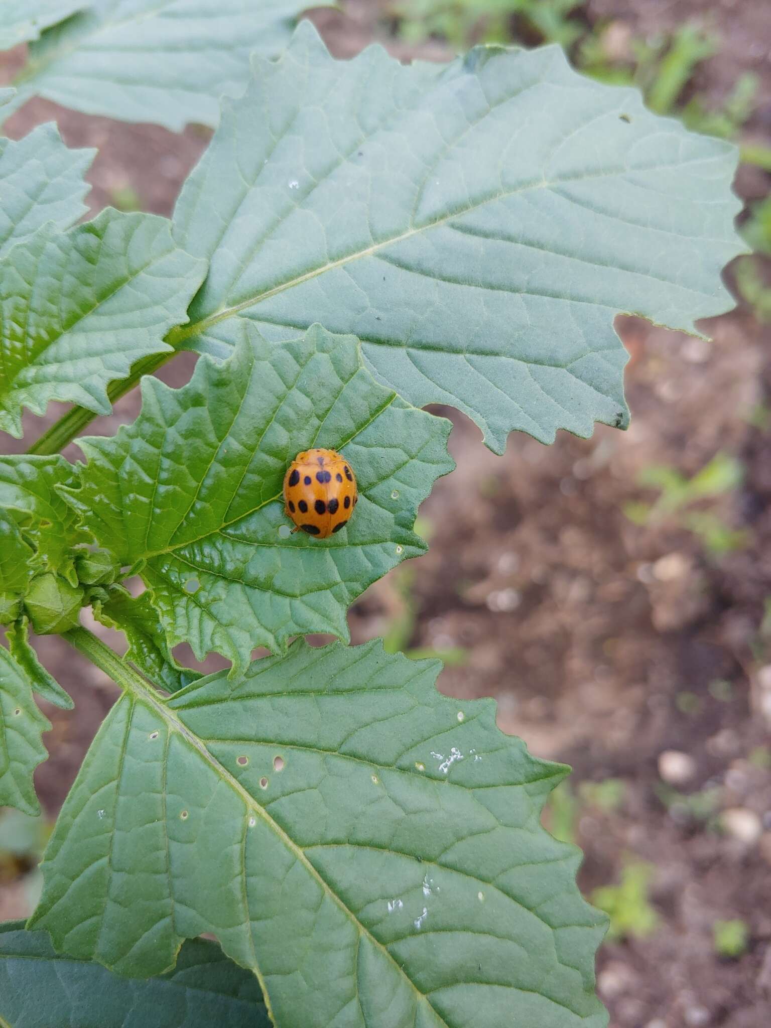 Image of Squash Lady Beetle