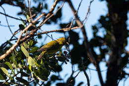 Image of Oahu Amakihi