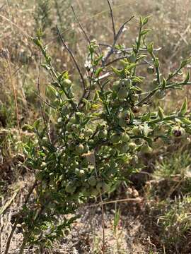 Image of Asparagus undulatus (L. fil.) Thunb.