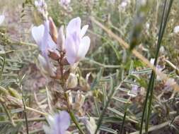 صورة Astragalus consanguineus Bong. & C. A. Mey.