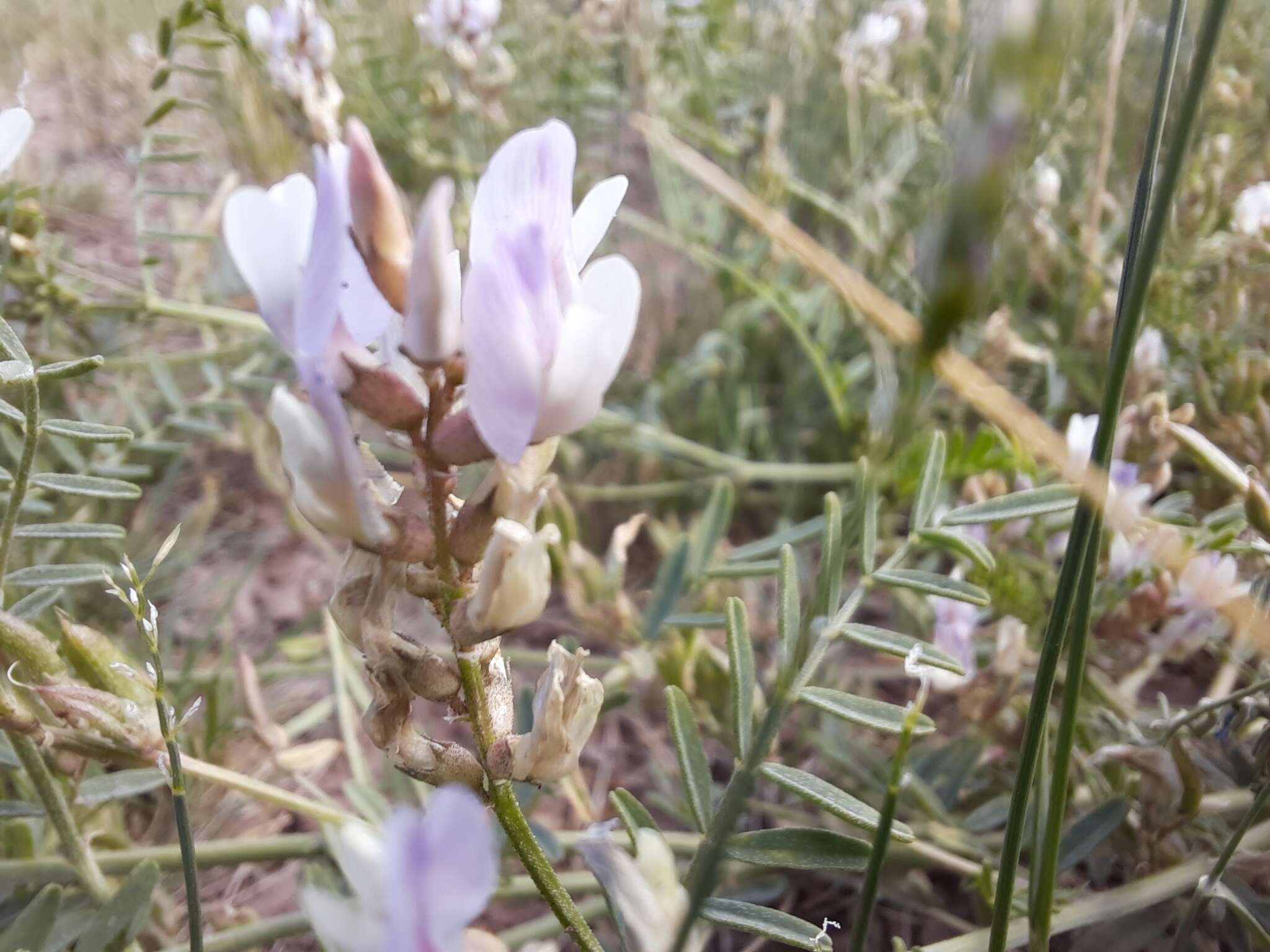 Imagem de Astragalus consanguineus Bong. & C. A. Mey.