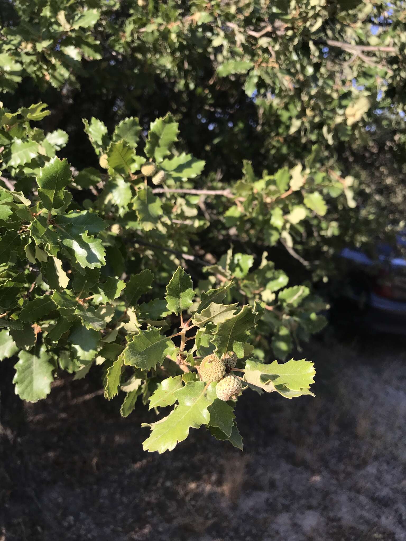 Image of Quercus faginea subsp. faginea