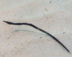 Image of Western crested pipefish