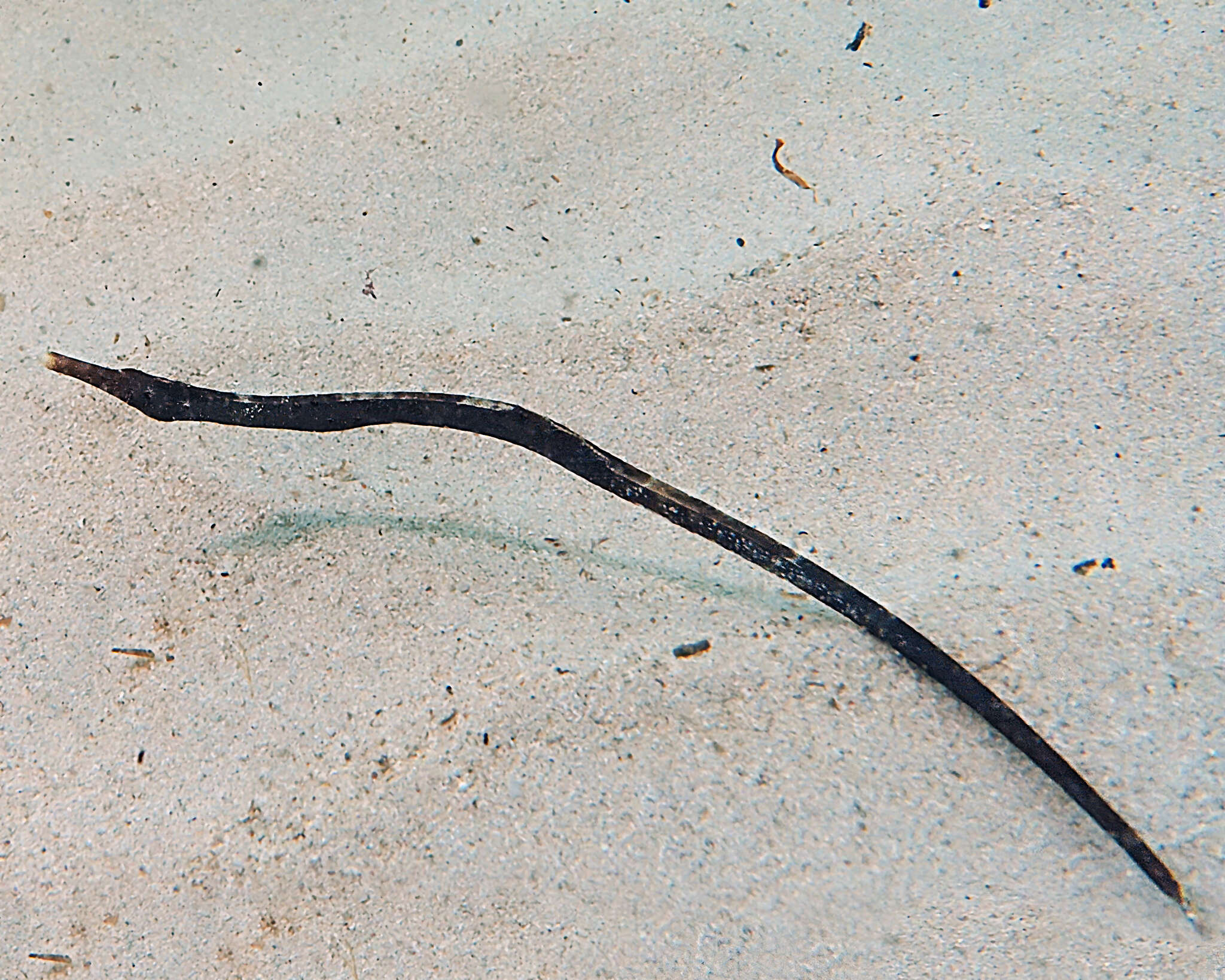 Image of Western crested pipefish