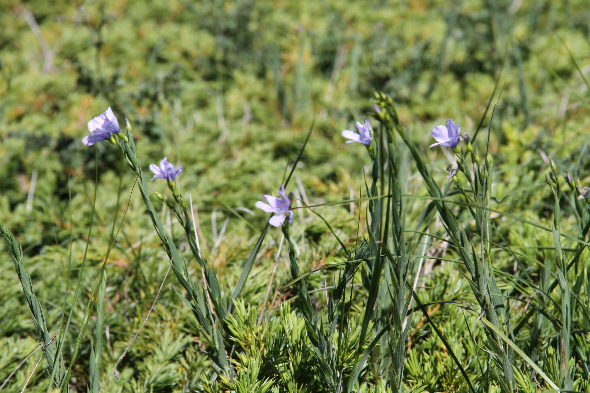 Imagem de Linum nervosum Waldst. & Kit.