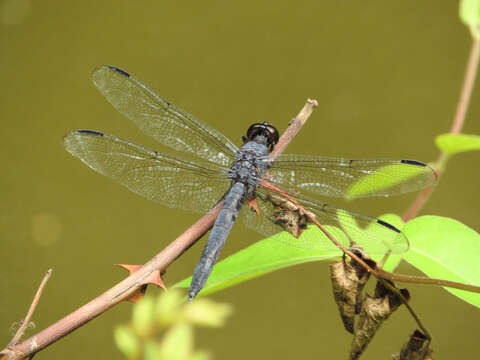 Libellula incesta Hagen 1861 resmi