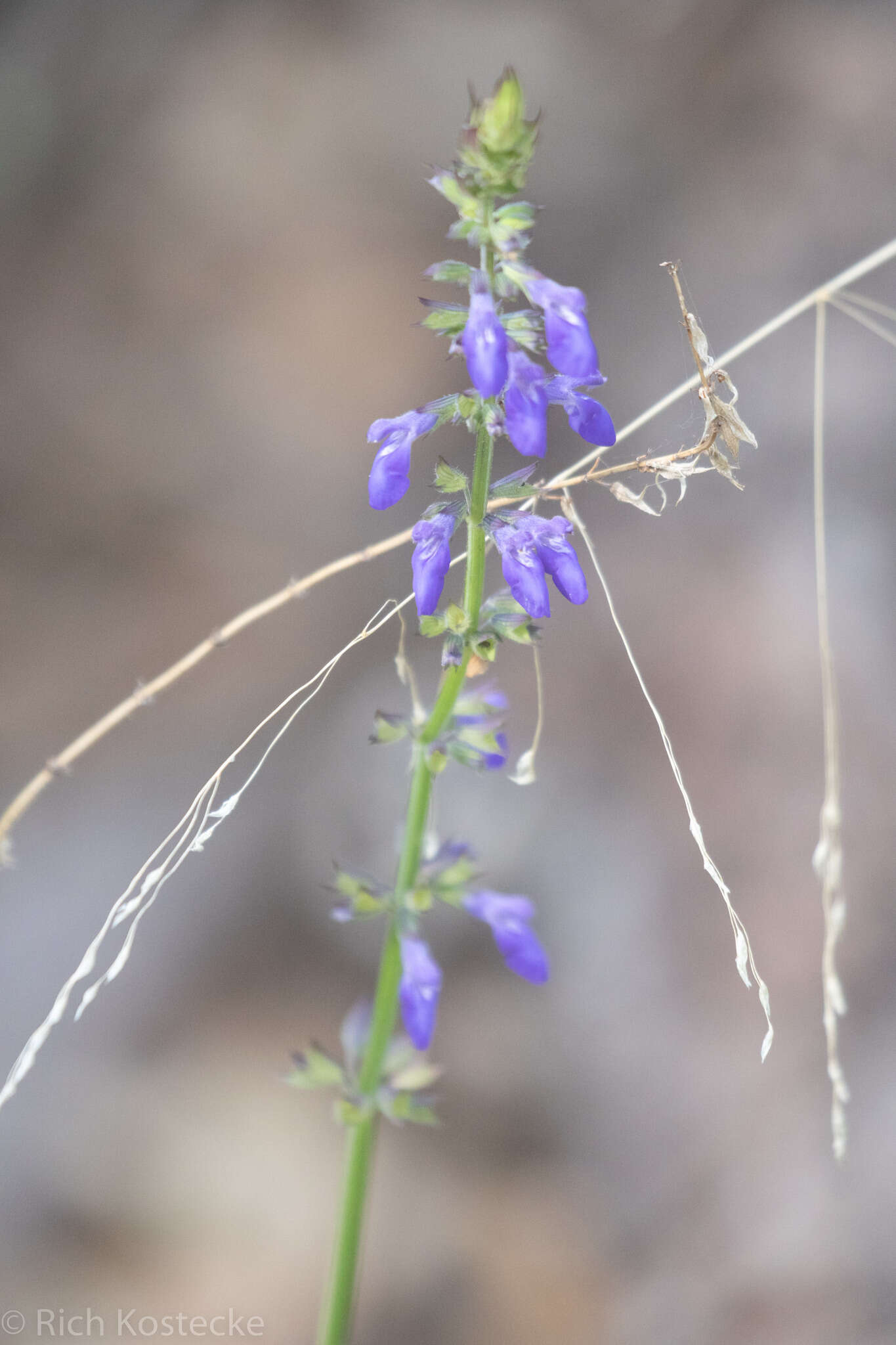 Image of desert indigo sage