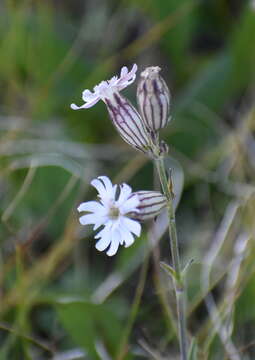 صورة Silene parryi (S. Wats.) C. L. Hitchcock & Maguire