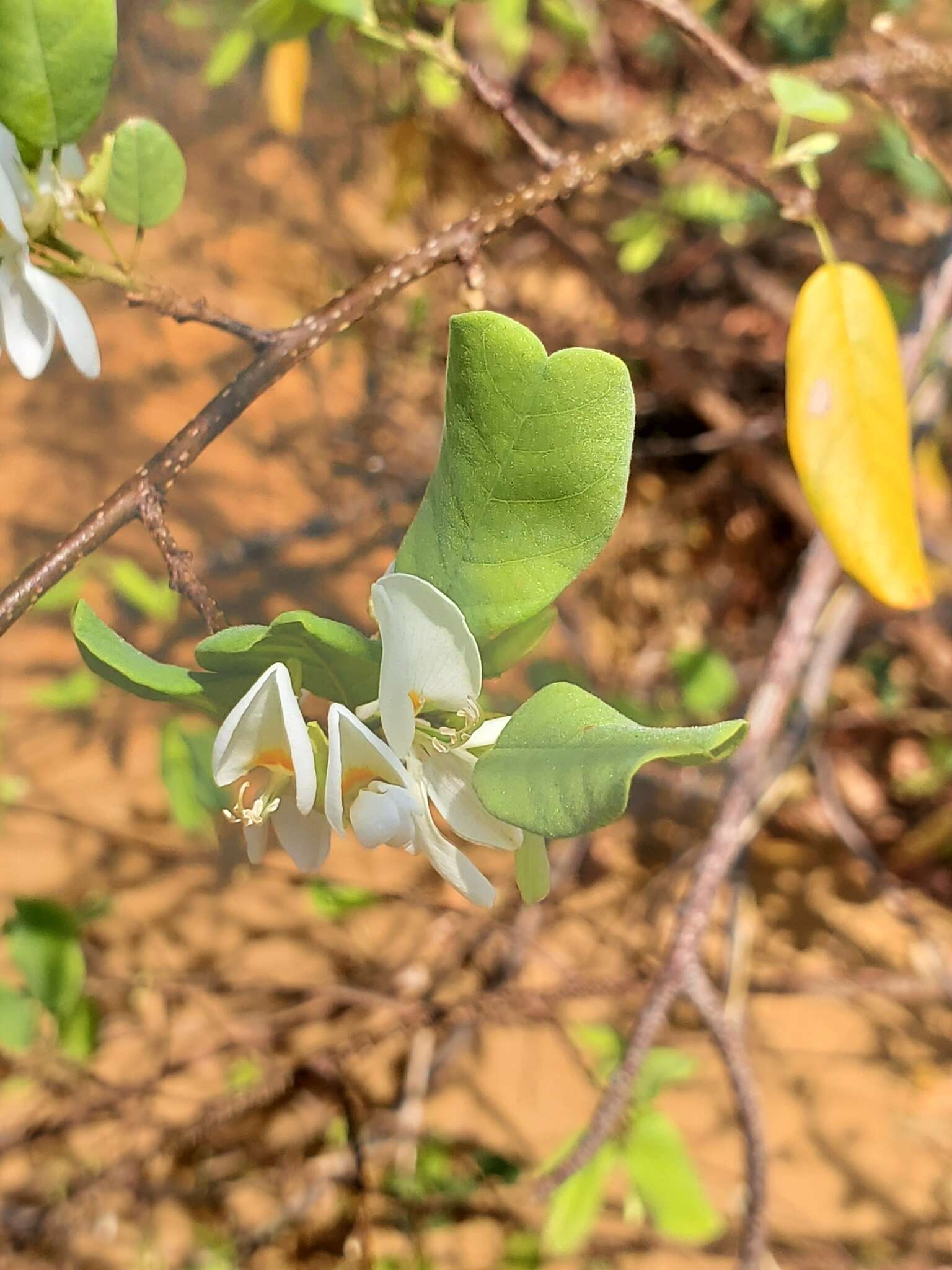 Image of Baphia madagascariensis (A. Heller) A. Heller