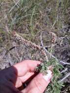 Image of silky prairie clover