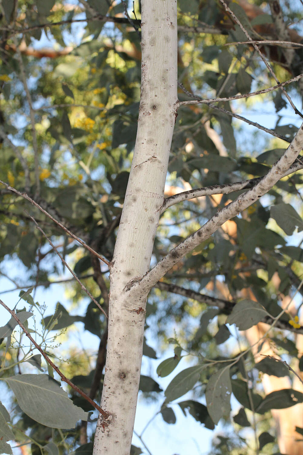 Image of Acacia bancroftiorum Maiden