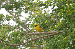 Image of Asian Golden Weaver