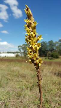 Image of Michoacán lady orchid