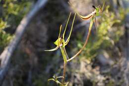 Image of Pointing spider orchid