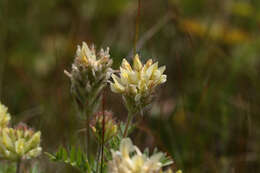 Oxytropis pilosa (L.) DC. resmi