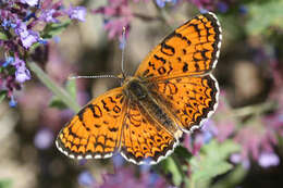 Image de Melitaea arduinna kocaki Wagener & Gross 1976